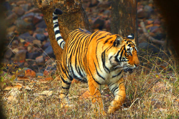 A Tigress Sultana is seen during a Jungle safari at the Ranthambore National Park in Sawai Madhopur district, Rajasthan, India on February 9, 2020. (Photo by STR/NurPhoto via Getty Images)