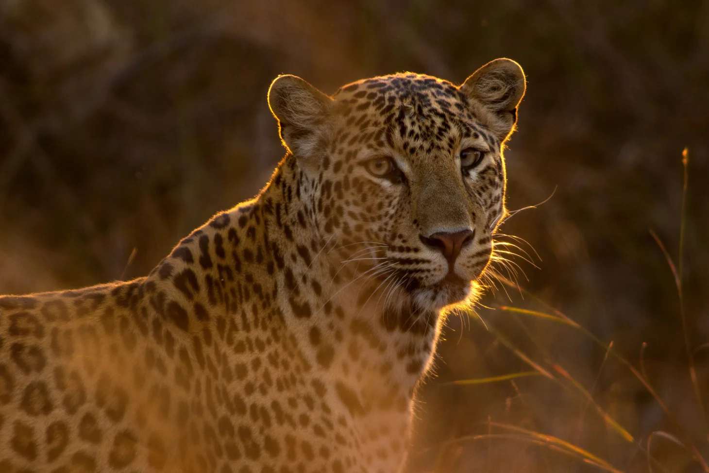 leopard-ranthambore-image-01