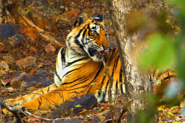 A Tigress Sultana is seen during a Jungle safari at the Ranthambore National Park in Sawai Madhopur district, Rajasthan, India on February 9, 2020. (Photo by STR/NurPhoto via Getty Images)