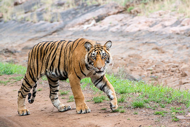 Portrait of a juvenile Bengal tiger (also called "Royal Tiger", Panthera tigris tigris). The Bengal Tiger is critical endangered, the total population was estimated in 2011 at fewer than 2,500 individuals with a decreasing trend.