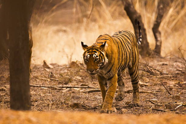 Tiger Panthera tigris tigris- T 19, Ranthambhore Tiger Reserve, Rajasthan, India