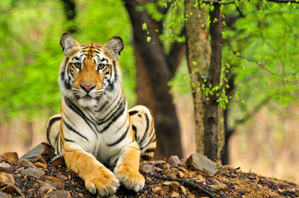 Tiger posed for me to shoot this eye level shot from my gypsy safari vehicle. Shot in Tadoba Tiger Reserve, India.