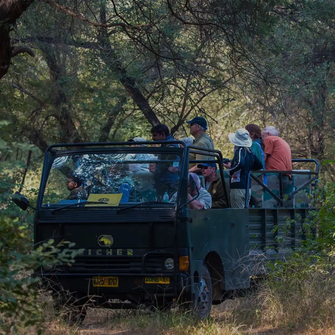 safari-type-canter