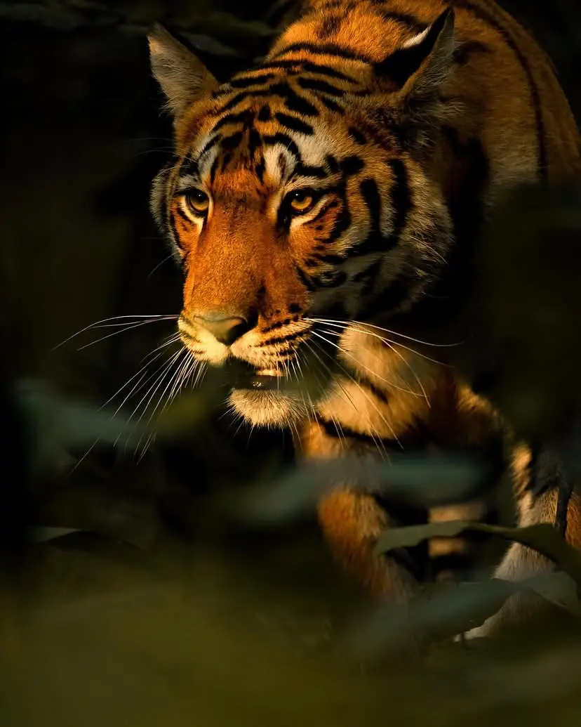 tigerdiaries-20250417-0001.jpg
