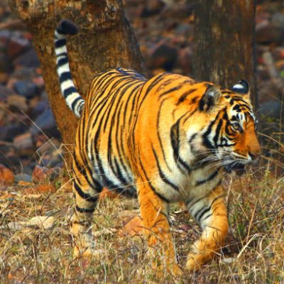 A Tigress Sultana is seen during a Jungle safari at the Ranthambore National Park in Sawai Madhopur district, Rajasthan, India on February 9, 2020. (Photo by STR/NurPhoto via Getty Images)
