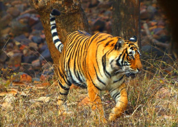 A Tigress Sultana is seen during a Jungle safari at the Ranthambore National Park in Sawai Madhopur district, Rajasthan, India on February 9, 2020. (Photo by STR/NurPhoto via Getty Images)