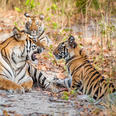 Tigress and cubs. In a sunny day the tigress lies on a forest glade. The Bengal tiger, also called the royal Bengal tiger (Panthera tigris tigris). India. Bandhavgarh National Park
