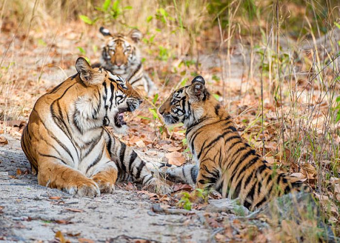 Tigress and cubs. In a sunny day the tigress lies on a forest glade. The Bengal tiger, also called the royal Bengal tiger (Panthera tigris tigris). India. Bandhavgarh National Park